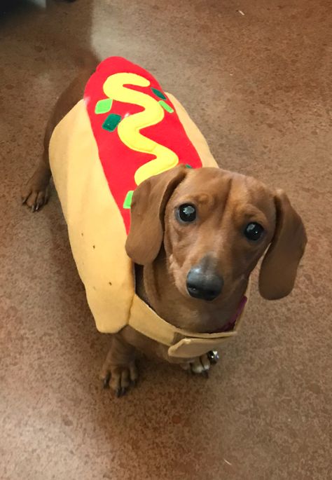 Weenie Dogs Funny, Hot Dog Dog, Halloween Dogs, Goofy Dog, Dog Jokes, Cute Animals Puppies, Very Cute Dogs, Funny Animal Photos, Funny Dog Memes