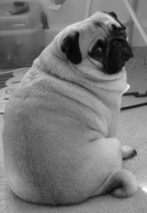 yes I am a fat pug Fat Pug, White Pug, Fat Animals, Cute Pug Puppies, Hello Cute, Pugs And Kisses, Pug Pictures, Cute Bulldogs, Pug Mom