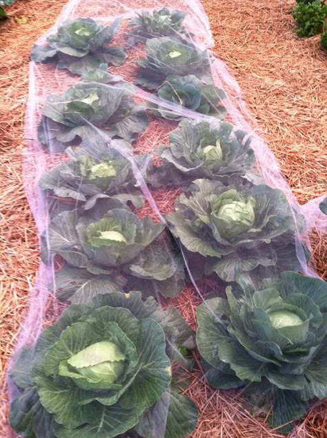 Cabbage Garden, Front Yard Landscaping Diy, Front Yard Landscaping Plans, Vegetable Garden Diy, Bottle Garden, Support Plante, Organic Gardening Tips, Veg Garden, Vegetable Garden Design