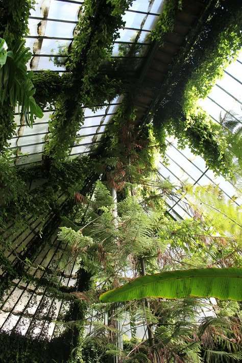 bethhhhardy:   Botanical Gardens - M A D R I D http://bethhhhardy.tumblr.com/ Plants Growing, Greenhouse Gardening, Glass House, Pretty Places, Dream Garden, Garden Room, Better Homes And Gardens, Abandoned Places, Green Plants