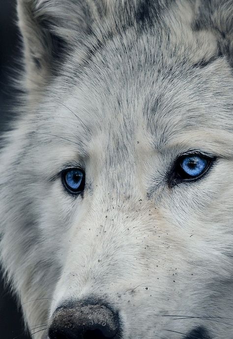 Blue Eyed Wolf, Bonded By Thorns, Mechanical Monster, Wolf Mates, Wolf With Blue Eyes, Blue Eyes Aesthetic, Wolf Puppy, Big Cats Photography, Wolf Eyes