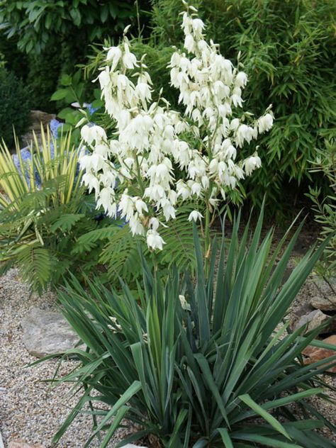 Yucca Filamentosa, Architectural Plants, Drought Resistant Plants, Yucca Plant, Flower Types, Perennial Shrubs, Landscaping With Large Rocks, Rock Garden Landscaping, Landscape Plants