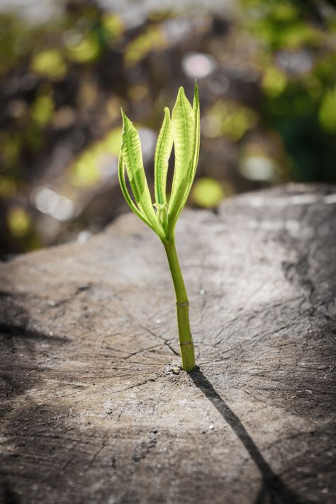 Nature Vs Manmade, Kiwi Ideas, Growth Pictures, Human Eye Diagram, Nature Moodboard, Growth Photo, Poetry Background, Earth At Night, Growth And Evolution