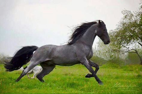 Blue Roan Tennessee Walking Horse Cai Arabi, Tennessee Walker, Stallion Horse, Tennessee Walking Horse, Horse Running, Horse Pics, Horse Colors, Walking Horse, Most Beautiful Horses