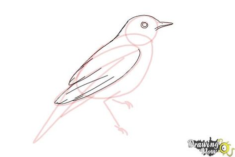 Nightingale Drawing, Nightingale Bird, Angry Birds Pigs, Bubble Drawing, Drawing Steps, Easy Step By Step Drawing, Angry Birds Movie, Drawing Lessons For Kids, Drawing Lesson