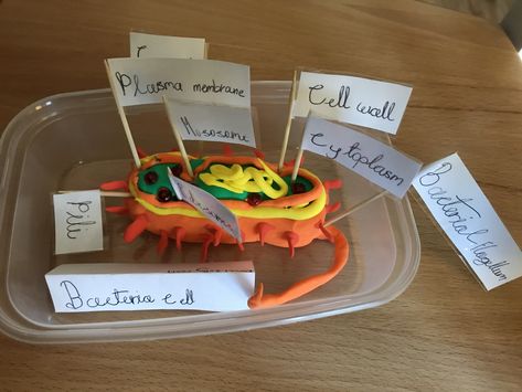 Homework project to create a model of a cell. My son was encouraged not to do a plant or animal cell but to choose a different cell. He chose a bacteria cell.  He used modelling clay to make the model and then added the labels. Bacteria Cell Model Project, Bacteria Cell Model, Bacteria Model Project, Dna Model Project, Cell Model Project, Homework Helpers, Cell Model, Dna Model, Animal Cell