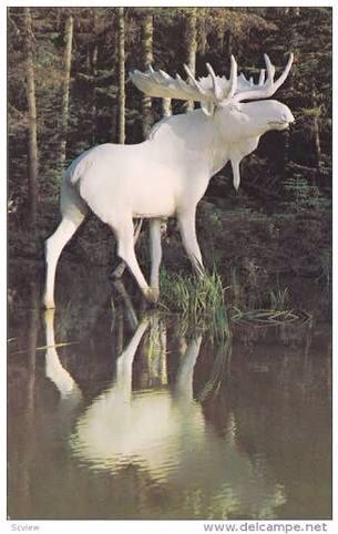 Albino Moose, Rare Albino Animals, White Moose, Albino Animals, Unusual Animals, Rare Animals, Majestic Animals, Amazing Animals, Unique Animals