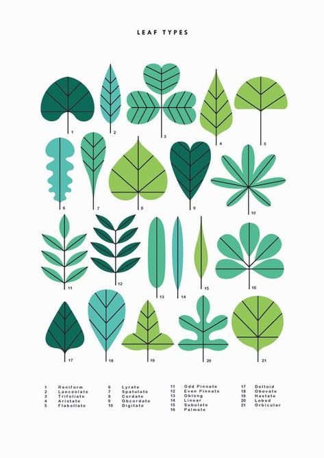 Leaf Types, Illustration Simple, Round Robin, Plant Illustration, Nature Illustration, Flat Illustration, Modern Colors, Illustration Inspiration, Botanical Illustration