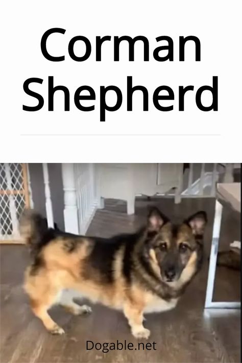 German Shepherd Corgi Mix, German Shepherd Breeds, Corgi Mix, Hybrid Dogs, Puppy Mills, Welsh Corgi, Mixed Breed, Dog Breed, German Shepherd