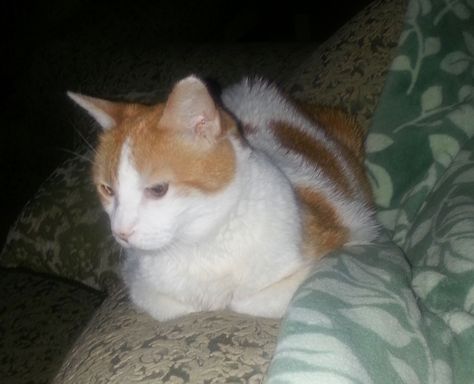 Gordos, sweet orange tabby and white cat hangin' in his favorite spot - couch cushion Spotted Cat, Couch Cushion, Orange Tabby Cats, Pets 3, Orange Tabby, Magical Art, Couch Cushions, Sweet Orange, Orange Cat