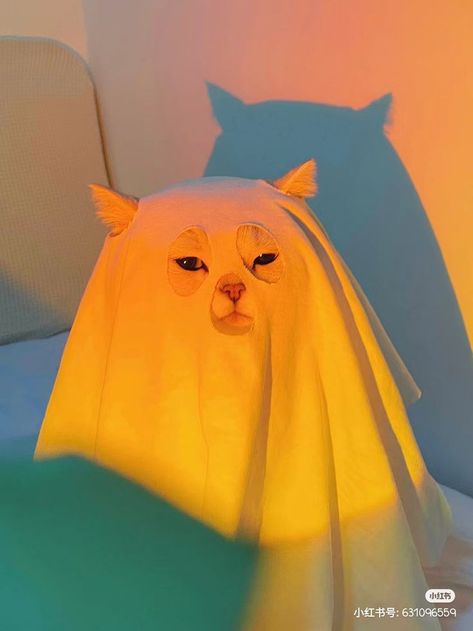 Cat Ghost Wallpaper, Cat Ghost, Funny Cat Wallpaper, Silly Cats Pictures, Funny Ghost, Cute Cats Photos, Ghost Cat, Silly Animals