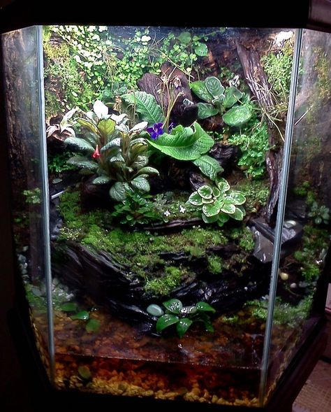 Paludarium Dart Frog, Dart Frog Tank, Dart Frog Terrarium, Cork Mosaic, Tree Frog Terrarium, Drip Wall, Dart Frog Vivarium, Composition Inspiration, Bioactive Vivarium