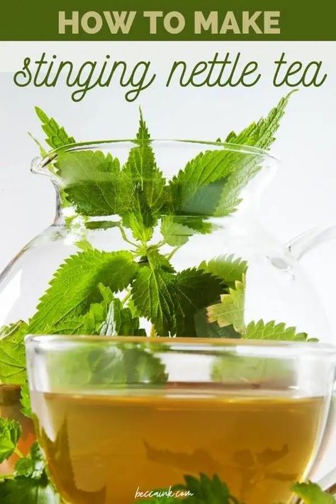 Nettle Tea Recipe, Benefits Of Stinging Nettle, Herbs For Allergies, Nettle Benefits, Nettle Recipes, Nettle Tea, Natural Antihistamine, Seasonal Allergy Symptoms, Allergy Remedies