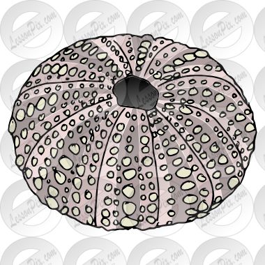 sea+urchin+drawings | Sea Urchin Picture for Classroom / Therapy Use - Great Sea Urchin ... Sea Urchins Art, Sea Urchin Shell, Art Coquillage, Sea Urchins, Sea Art, Sea Urchin, Shell Art, Lino Print, A Sea