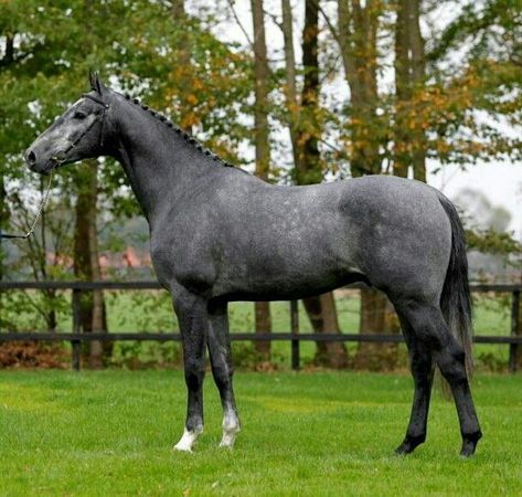 Grey Warmblood, Kwpn Horse, Gray Horses, Dapple Grey Horses, Aqha Horses, Dutch Warmblood, Gray Horse, Horse Coat Colors, Grey Horses