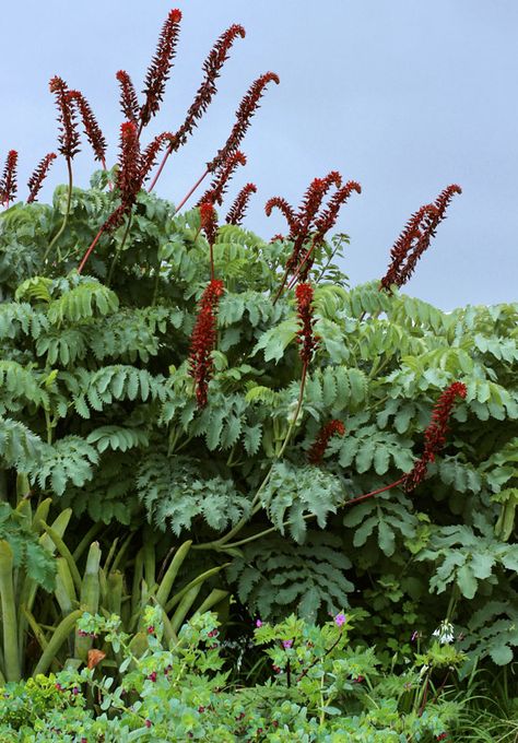 Melianthus major Melianthus Major, Cotswolds Garden, Honey Flower, Flower Bush, Architectural Plants, Tropical Climate, Plant Combinations, Foliage Plants, Water Conservation