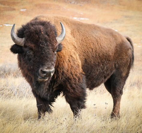 T2 Photography on Instagram: “yesterday from Wind Cave National Park..” Bison Pictures, Buffalo Pictures, Bison Photography, Bison Photo, Buffalo Painting, Buffalo Animal, Wind Cave National Park, Bison Art, Buffalo Art