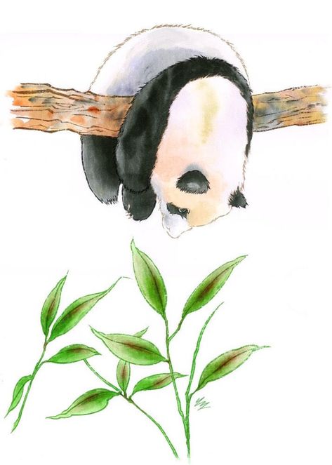 Watercolor Art Animals Easy, Watercolor Animals Simple, Panda Watercolor Painting, Panda Drawings, Panda Watercolor, Panda Painting, Watercolour Animals, Panda Illustration, Panda Drawing