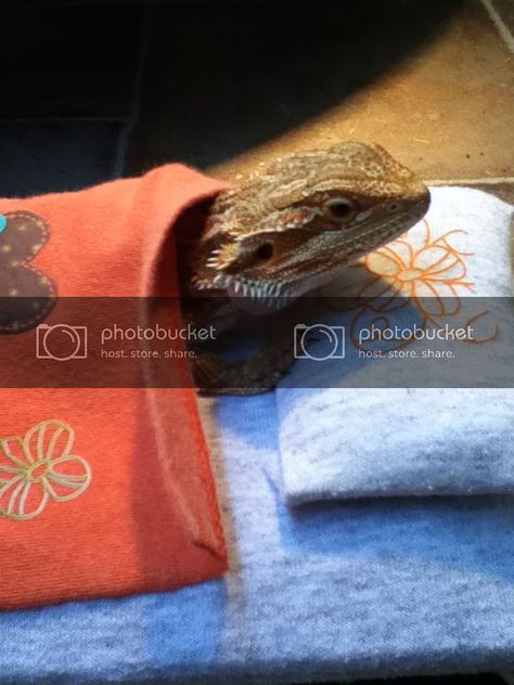 Diy Bearded Dragon Bed, Dragon Bed, Bearded Dragon Diy, Dragon Bedding, Dragon Decor, Comfy Bed, Bearded Dragon, Diy Bed, Sleeping Bag