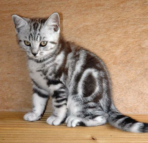 Silver Tabby Kitten, Cats Brown, Tabby Kittens, White Tabby Cat, Silver Tabby Cat, Russian Blue Kitten, Serious Cat, Cat Obsession, Tabby Cats