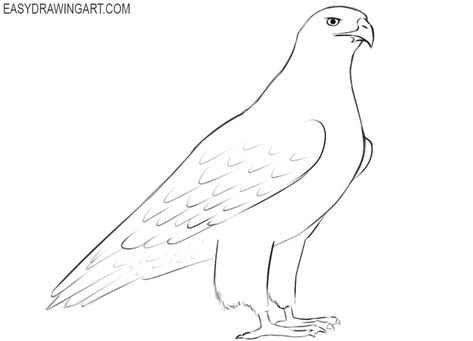 Hawk Line Drawing, How To Draw A Hawk, Hawk Drawing Easy, Hawk Drawing Simple, Hawk Drawing, Monster Anatomy, Paw Painting, Dark Grey Paint, Abc Art