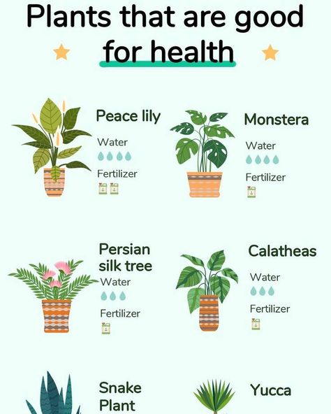 Houseplants That Boost Your Health 🌿 Bringing the outdoors inside with houseplants can improve your health and create a more enjoyable living space. Here are some plants known for their health benefits and easy care: Peace Lily • Benefits: Improves air quality by filtering out harmful toxins. • Watering: Once a week • Fertilizing: Once every two months Monstera • Benefits: Adds humidity to the air and improves air quality. • Watering: Every 1-2 weeks • Fertilizing: Once a month Persian Si... Pechay Plant, Plants And Their Benefits, Peace Lily Benefits, Pinterest Plant, Persian Silk Tree, Easy Care Houseplants, Indoor Oasis, Zebra Plant, Yucca Plant