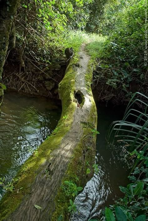 Tree bridge Log Bridge, Tree Bridge, Forest Bridge, Deciduous Forest, Bridge Art, River Bridge, Intp, Alam Yang Indah, Jena