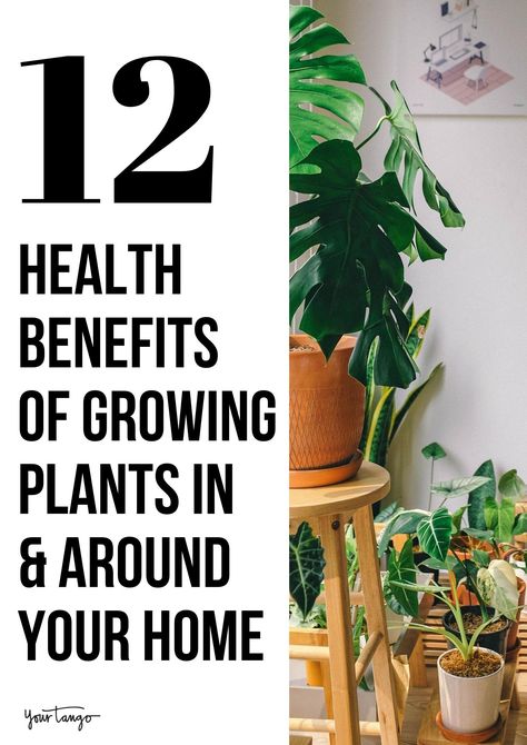 Benefits Of Having Plants In Your Home, Benefits Of Plants In The Home, Indoor Plants Benefits, Benefits Of House Plants, House Plants Benefits, Cuphea Plant, Safe House Plants, Benefits Of Indoor Plants, Lipstick Plant