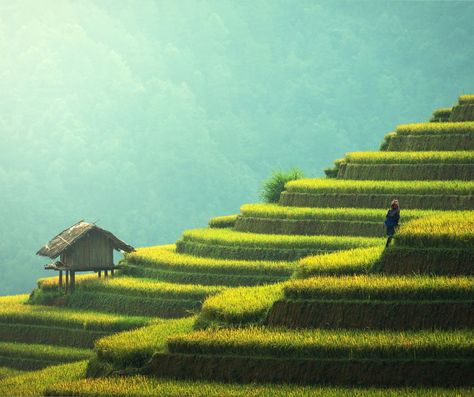 Discover the breathtaking Banawe Rice Terraces in the Philippines! 🌾✨ These stunning terraces, carved into the mountains over 2,000 years ago, are a true testament to Filipino ingenuity and culture. 🏞️❤️ Whether you're hiking through the lush landscapes or soaking in the vibrant local culture, every moment here is unforgettable. 📸🌄 Don't miss the chance to experience this UNESCO World Heritage Site! #BanaweRiceTerraces #Philippines #TravelGoals #NatureLovers #CulturalHeritage #ExplorePhilipp... Rice Terraces Philippines, Philippines Landscape, Filipino Heritage, Rice Terraces, Grade 5, Travel Goals, Unesco World Heritage Site, Unesco World Heritage, Heritage Site