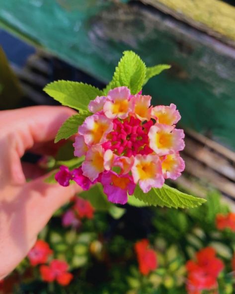 flowers Lantana Tattoo, Lantana Flower, Lantana Camara, Lovely Flowers Wallpaper, Nothing But Flowers, Pretty Landscapes, Flower Therapy, Beautiful Flowers Wallpapers, Passion Project