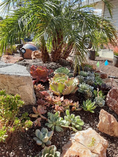 Succulents Front Yard Landscaping, Front Yard Succulent Landscaping Ideas, Succulent Front Yard Landscaping, Arizona Front Yard, Succulent Garden Zone 6, Florida Xeriscape, Xeriscape Plants Texas, Palm Tree And Succulent Garden, Texas Succulent Garden