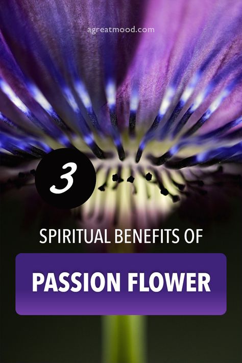 Just like other herb and flower extracts, passion flower can help you get in touch with your spiritual side. For example, it may help you take life less seriously or reach deeper relaxation when meditating or falling alseep. I've experimented with passion flower myself and noticed these three "spiritual" benefits… Benefits Of Passionflower, Passion Flower Magical Properties, Passion Flower Benefits, Passion Flower Tea, Herb Recipes, Deep Relaxation, Spiritual Meaning, Passion Flower, Flower Extract