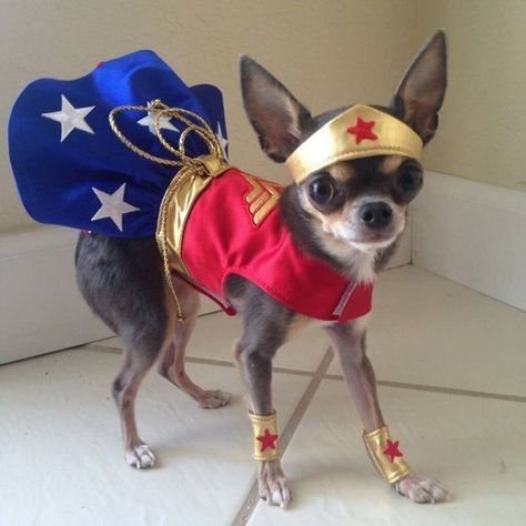 Pet Halloween costumes for cats, dogs, and other small creatures, that you can make, buy, and be inspired by. Start your costume planning right here!    #["fabric", "Halloween", "Halloween costumes", "halloween costume", "pets", "dogs", "cats", "Roundup"] Pet Costumes For Dogs, Cute Dog Costumes, Dog Clothes Diy, Pet Halloween Costumes, Teacup Chihuahua, Dog Clothes Patterns, Cute Chihuahua, Dog Halloween Costumes, Dog Costumes