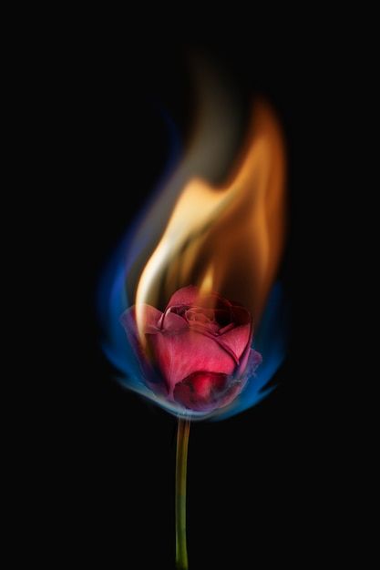 Flaming Rose Aesthetic, Flower On Fire Painting, Fire Rose Aesthetic, Dark Images Photography, Burning Rose Painting, Burning Rose Photoshoot, Burning Flowers Aesthetic, Burning Rose Aesthetic, Flower On Fire