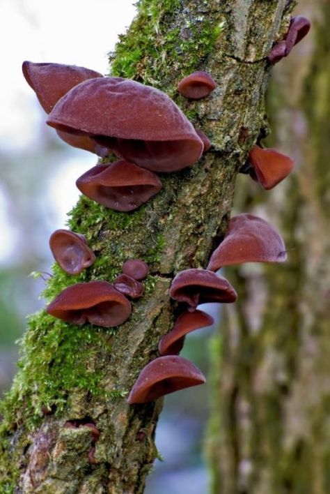 Wood Ear Mushroom, Ear Mushroom, Real Mushrooms, Mushroom Growing, Lichen Moss, Mushroom Pictures, Slime Mould, Wild Mushroom, Mushroom Fungi