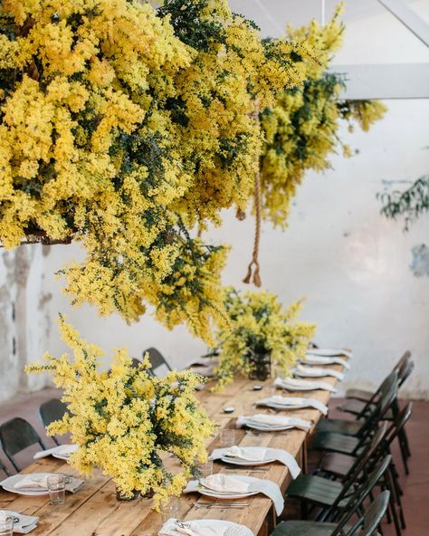 20 Stunning Instagram Photos From Our 'Month of Australia' | Condé Nast Traveler Mimosa Flower, Plant Projects, Flower School, Australian Bush, Flower Installation, Visit Australia, Garden Party Wedding, Hanging Flowers, Yellow Wedding