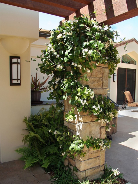 Devine! Jasmine Plant, Mediterranean Landscaping, Fragrant Plant, Home Landscaping, Traditional Landscape, Hardy Plants, Pergola Designs, Deck Garden, Garden Photos