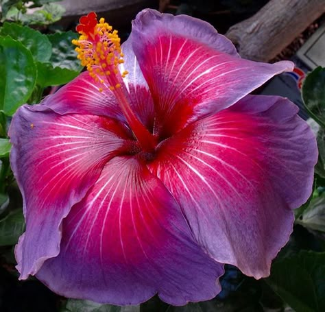 Colorlicious Landscaping on Instagram: “Purple Heart #exotichibiscus #hibiscus #tropical #tropicalplants #tropicalvibes #tropicalparadise #hawaii #maui #kauai #oahu #flowers…” Apps Wallpaper, Tropical Garden Plants, Hawaii Flowers, Purple Hibiscus, Hawaii Maui, Flower Therapy, Beautiful Flowers Wallpapers, House Plants Indoor, Purple Heart