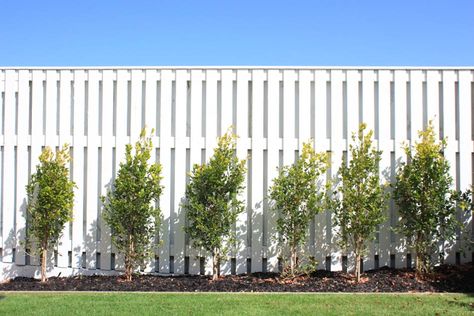 White Wooden Fence, Good Neighbor Fence, Timber Fence, Front Yards Curb Appeal, Living Fence, Timber Fencing, Front Fence, White Fence, Fence Screening