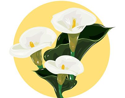 Check out new work on my @Behance profile: "Calla Lily" http://be.net/gallery/98322513/Calla-Lily Calla Lily Illustration, Lily Illustration, Zantedeschia Aethiopica, Arum Lily, Illustration Concept Art, Concept Art Character Design, Graphic Design Student, East Java, Herbaceous Perennials