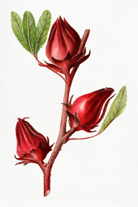 Vintage roselles illustration. Digitally enhanced illustration from U.S. Department of Agriculture Pomological Watercolor Collection. Rare and Special Collections, National Agricultural Library. | free image by rawpixel.com Paint Sample Art, Tea Bag Design, Roselle Plant, Roselle Flower, Logo Flor, Brush Pen Watercolor, Sketching Flowers, Art Cook, Vintage Flower Art