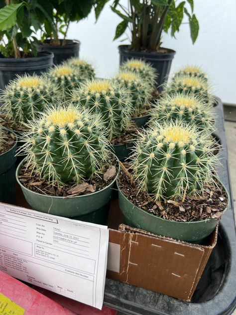 6” Cactus Golden Barrel Barrel, Cactus, Plants