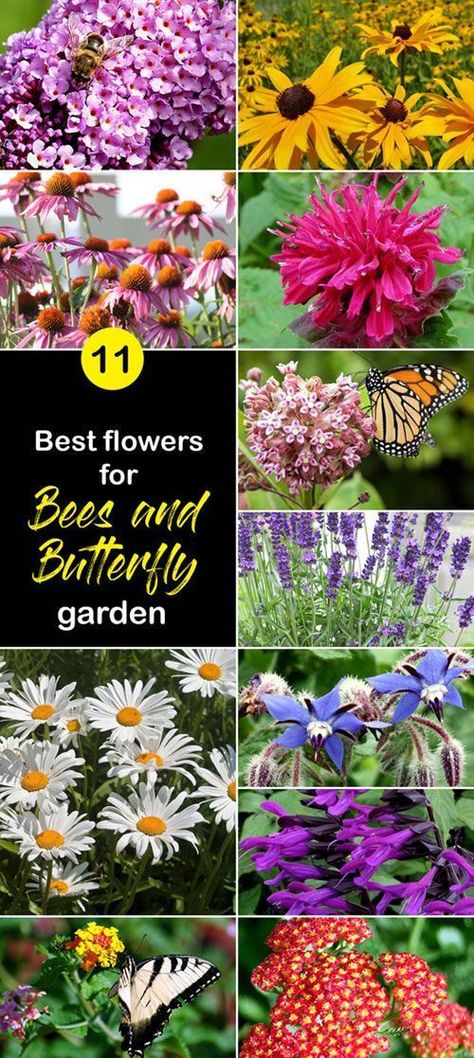 Best Flowers For Bees, Flowers For Bees, Butterfly Garden Plants, Bee Friendly Garden, Best Flowers, Garden Insects, Hummingbird Garden, Bee Garden, Bee Friendly