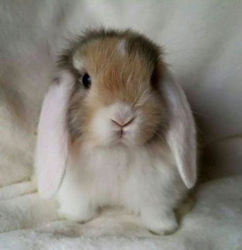 Fluffy Bunny, Guinea Pig Cage, Bunny Pictures, Bohol, Baby Bunnies, Hamsters, Cute Creatures, Sweet Animals