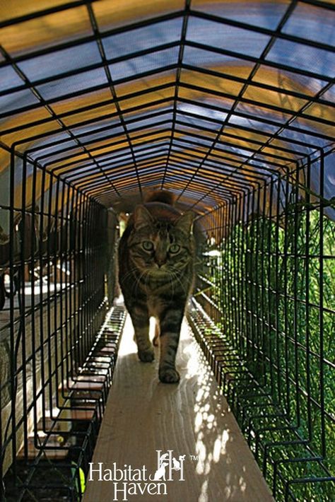 Feline Enrichment, Cat Structures, Catio Enclosure, Room House Design, Diy Outdoor Cat House, Cat Catio, Cat House Ideas, Cat Homes, Outdoor Cat Tunnel