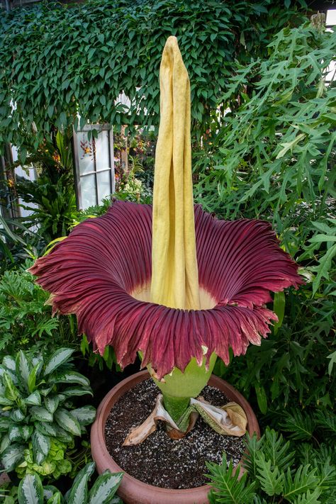 Spongebob Flowers, Titan Arum, Corpse Flower, Strange Flowers, Weird Plants, Longwood Gardens, Unusual Plants, Unusual Flowers, Rare Flowers