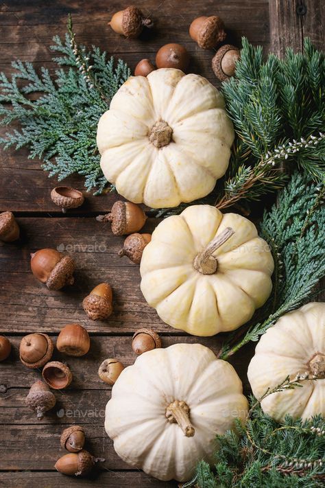 Buy White decorative pumpkins by NatashaBreen on PhotoDune. Holiday decoration with white decorative pumpkins, thuja branches, walnuts and acorns over old dark wooden background... White Pumpkin Aesthetic, White Fall Aesthetic, Outside Fall Decorations, Pumkin Decoration, Decorative Pumpkins, Porcelain Dolls For Sale, Pumpkin Wallpaper, Pumpkin Images, Autumn Pumpkins