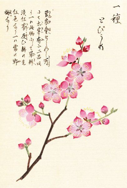 "Cherry Blossom" Honzo Zufu [Illustrated manual of medicinal plants] by Kan'en Iwasaki (1786-1842). Wood block print and manuscript on paper. Japan, 1828 © The Trustees of the Royal Botanic Gardens, Kew Cherry Blossom Art, Image Nature, Blossoms Art, Japanese Flowers, Art Japonais, Ukiyo E, Japanese Painting, Sumi E, Japanese Prints