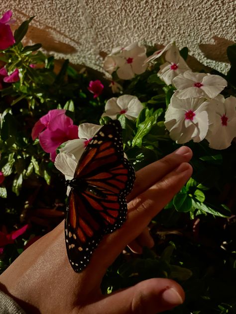 Fresh Sends, Monarch Butterfly Migration, Butterfly Migration, The Perfume Shop, Story Post, Flower Company, Vsco Filters, Butterfly Pictures, Social Butterfly