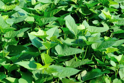 sweet potato leaves ©iStock How To Ripen Pears, Most Nutritious Vegetables, Sweet Potato Leaves, Noni Fruit, Orange Sweet Potatoes, Sources Of Vitamin A, How To Make Greens, Summer Menu, Purple Sweet Potatoes